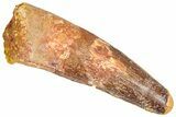 Fossil Spinosaurus Tooth - Feeding Worn Tooth #366489-1
